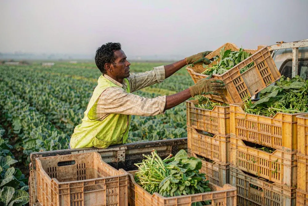Farm worker loading crates of harvested vegetables